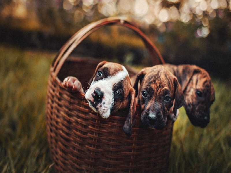 多囊治疗费用，试管查肺结核不